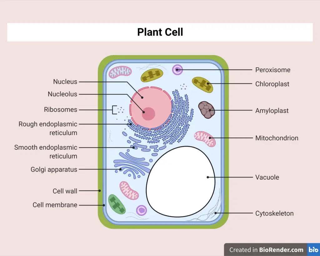 Plant Cell: Structural Components – concisebiology