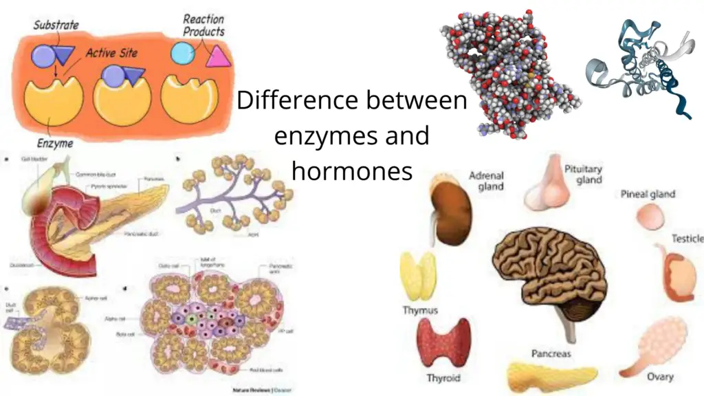Differences between enzymes and hormones