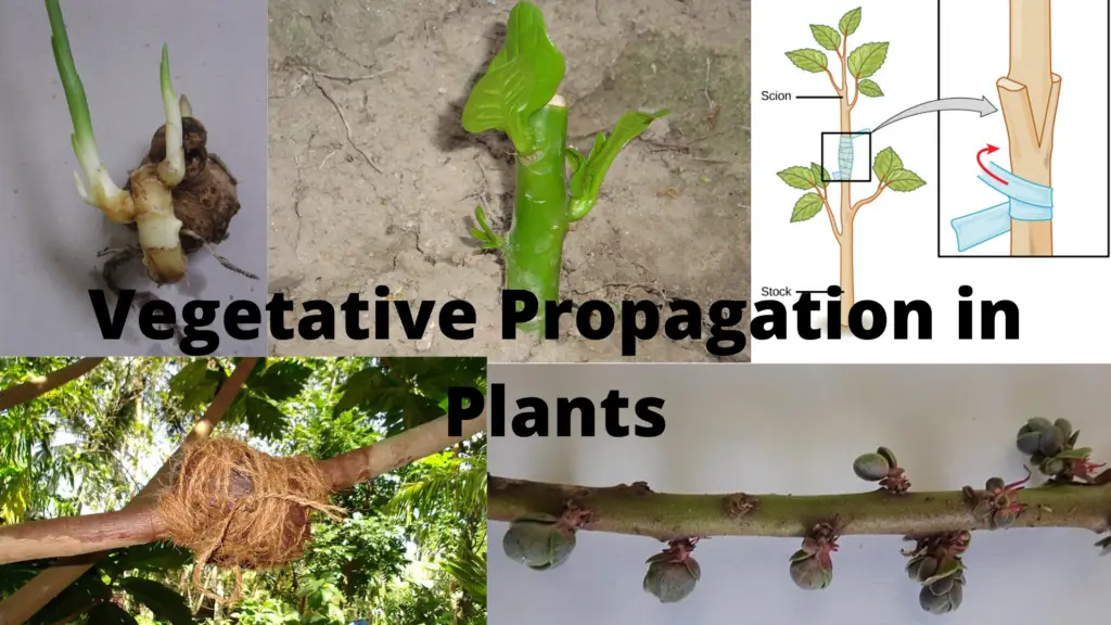 Vegetative Propagation in plants