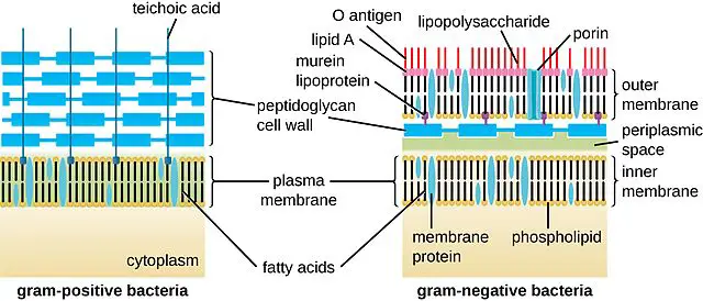 bacterial cell wall