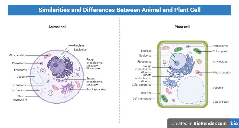 Similarities and differences between plant and animal cell