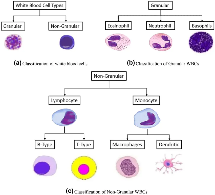 Classification of white blood cells