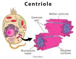 Centriole