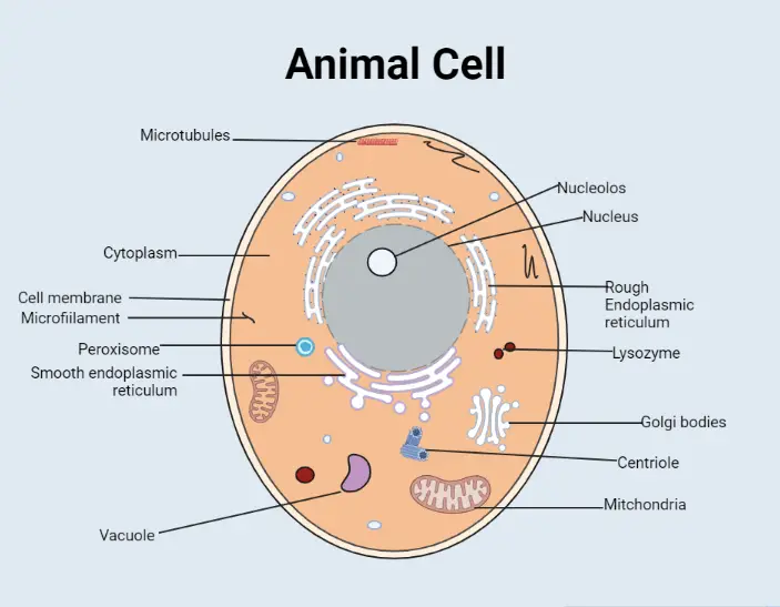 Animal Cell: Structural Components – concisebiology