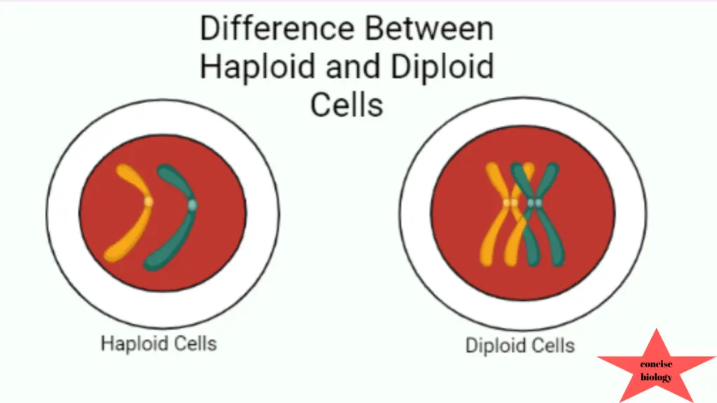 Difference Between haploid and diploid cells