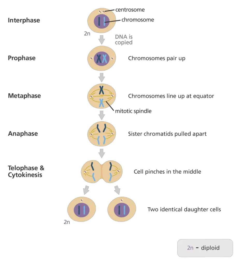 Stages of mitosis cell division