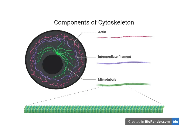 components of cytoskeleton