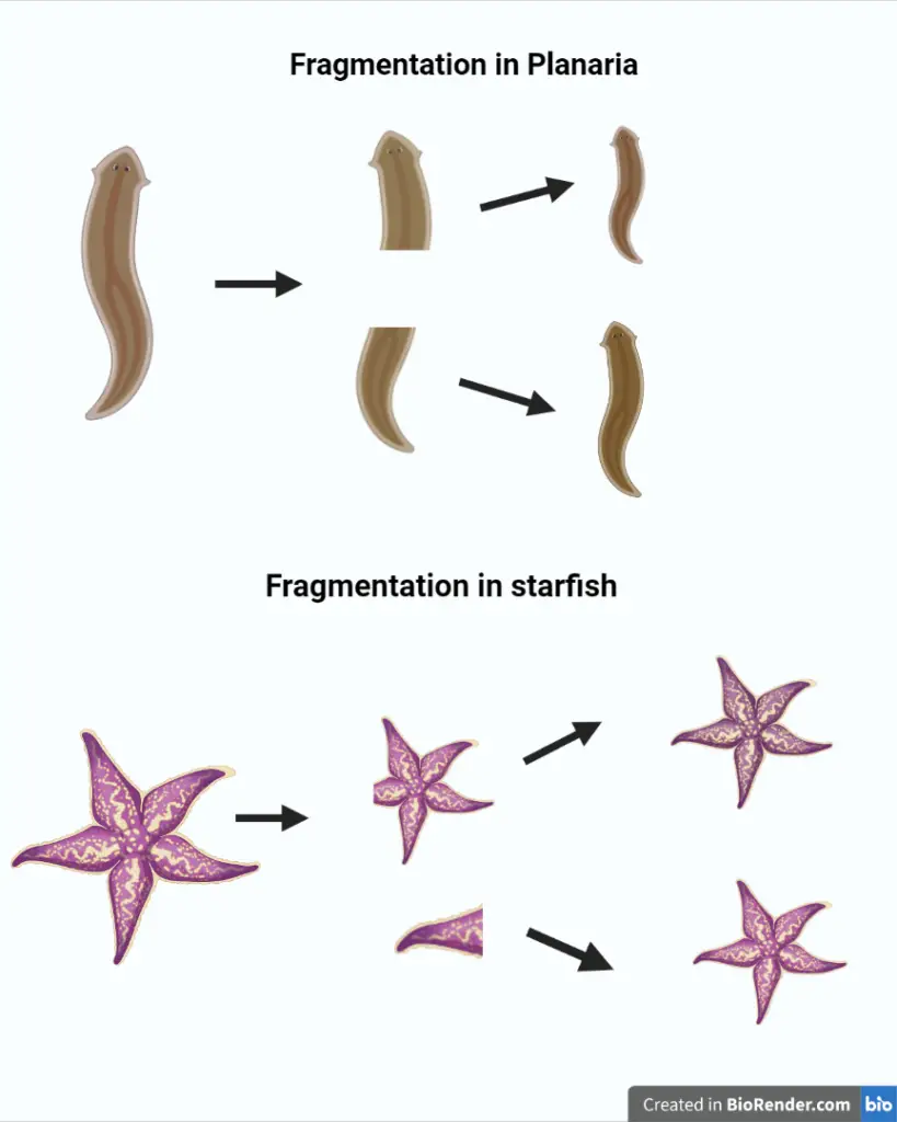 Fragmentation in Planaria and Starfish