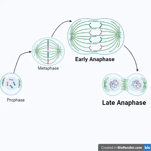 Early and late anaphase