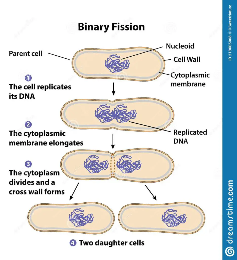 Binary fission steps, types and examples