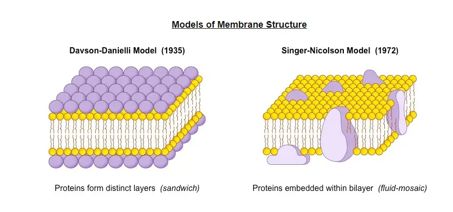 models cell membrane