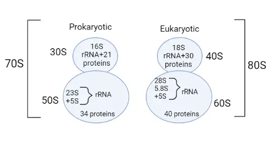 composition of ribosomal subunits