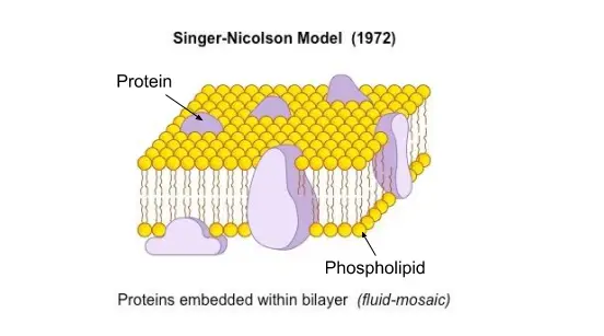 Fluid mosaic model of cell membrane