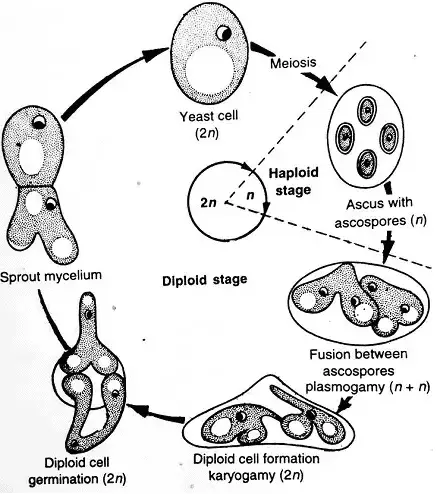 Diplobiontic lifecycle