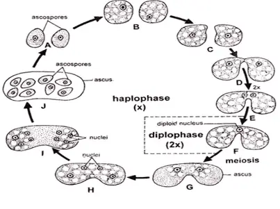 Haplobiontic lifecycle