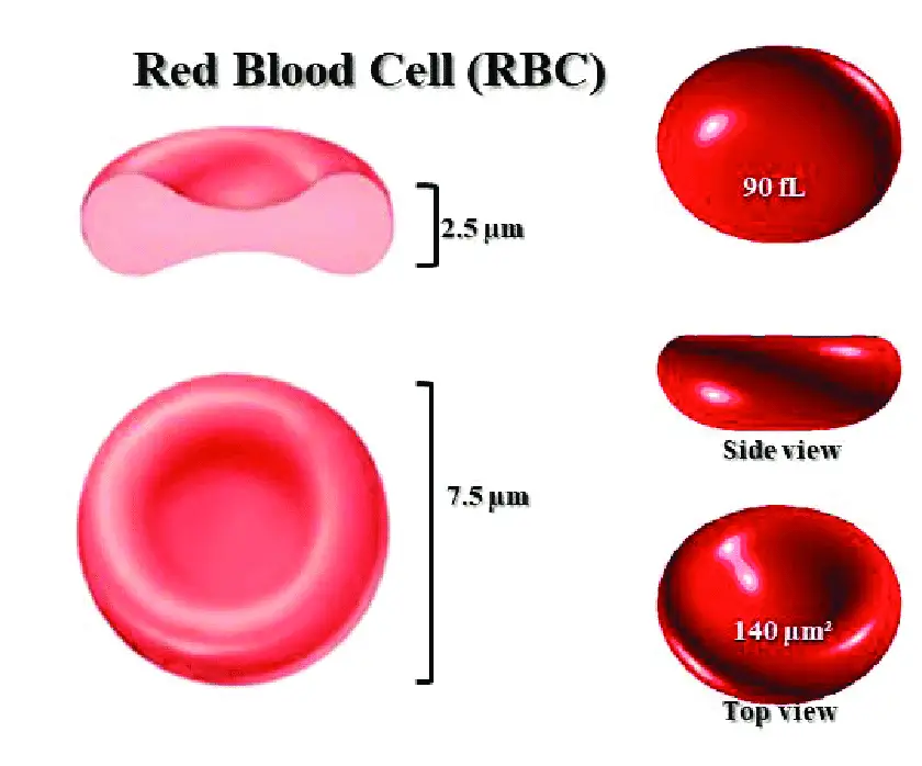 Morphological structure of red blood cells