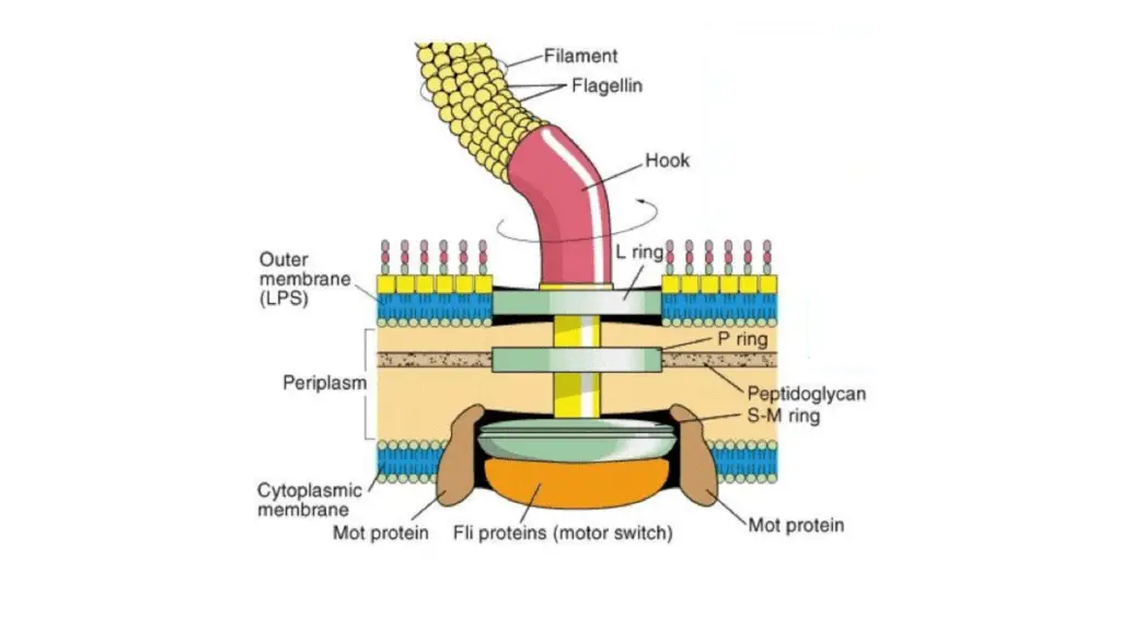 structure of bacterial flagella